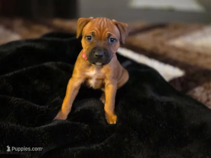 Kelly – American Pit Bull Terrier puppy for sale in Charlotte, NC