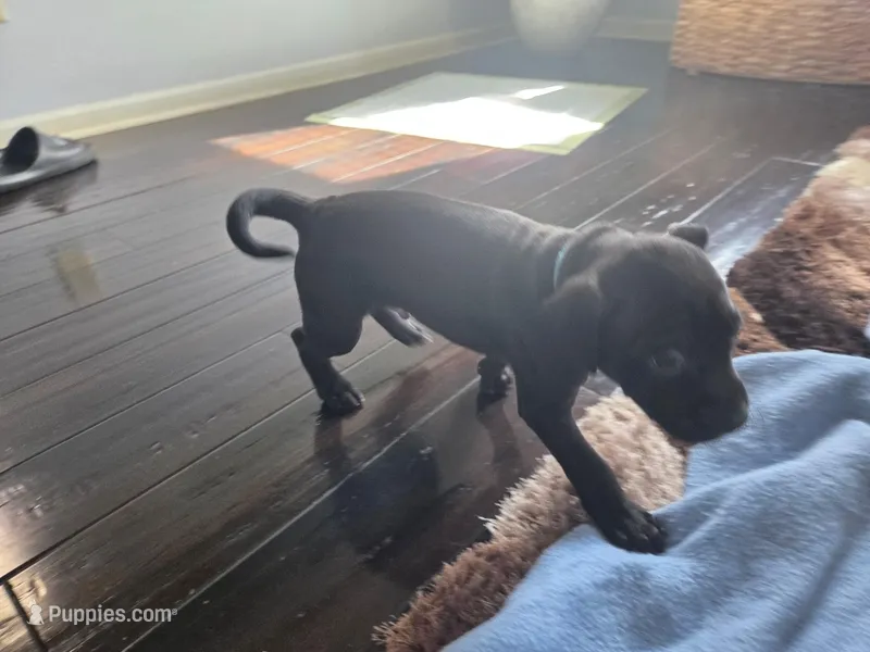 Chingy – American Pit Bull Terrier puppy for sale in Charlotte, NC