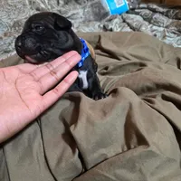 Chingy, a male American Pit Bull Terrier for sale in Charlotte, NC – Photo 4 of 8