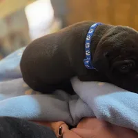 Chingy, a male American Pit Bull Terrier for sale in Charlotte, NC – Photo 3 of 8