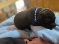 Chingy, a male American Pit Bull Terrier for sale in Charlotte, NC – Photo 1 of 2