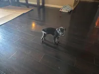 Chingy, a male American Pit Bull Terrier for sale in Charlotte, NC – Photo 8 of 8