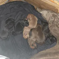 Drake, a male American Pit Bull Terrier for sale in Charlotte, NC – Photo 9 of 9