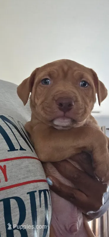 Drake – American Pit Bull Terrier puppy for sale in Charlotte, NC