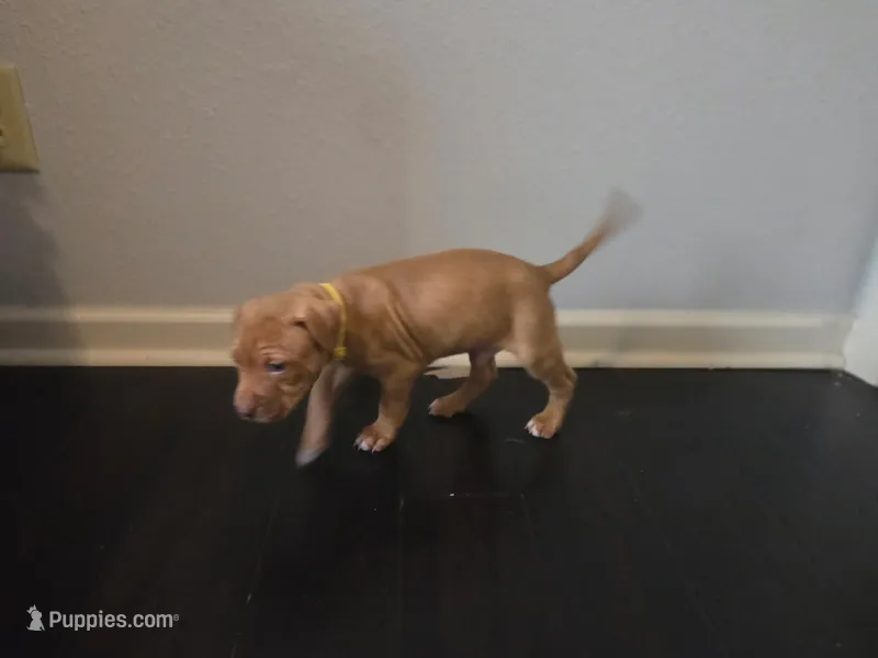 Drake – American Pit Bull Terrier puppy for sale in Charlotte, NC