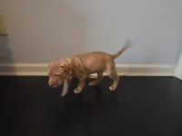 Drake, a male American Pit Bull Terrier for sale in Charlotte, NC – Photo 1 of 9