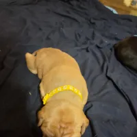 Drake, a male American Pit Bull Terrier for sale in Charlotte, NC – Photo 3 of 9