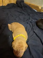 Drake, a male American Pit Bull Terrier for sale in Charlotte, NC – Photo 1 of 10