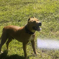 Drake, a male American Pit Bull Terrier for sale in Charlotte, NC – Photo 7 of 9