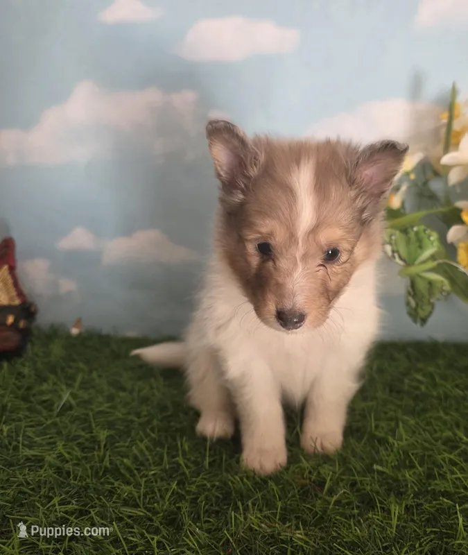 Cotton  – Shetland Sheepdog puppy for sale in Bedford, VA