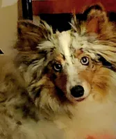 Cotton , a male Shetland Sheepdog for sale in Bedford, VA – Photo 6 of 7