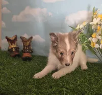 Cotton , a male Shetland Sheepdog for sale in Bedford, VA – Photo 3 of 7