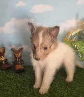 Cotton , a male Shetland Sheepdog for sale in Bedford, VA – Photo 1 of 7