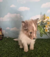 Cotton , a male Shetland Sheepdog for sale in Bedford, VA – Photo 4 of 7