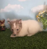 Cotton , a male Shetland Sheepdog for sale in Bedford, VA – Photo 2 of 7