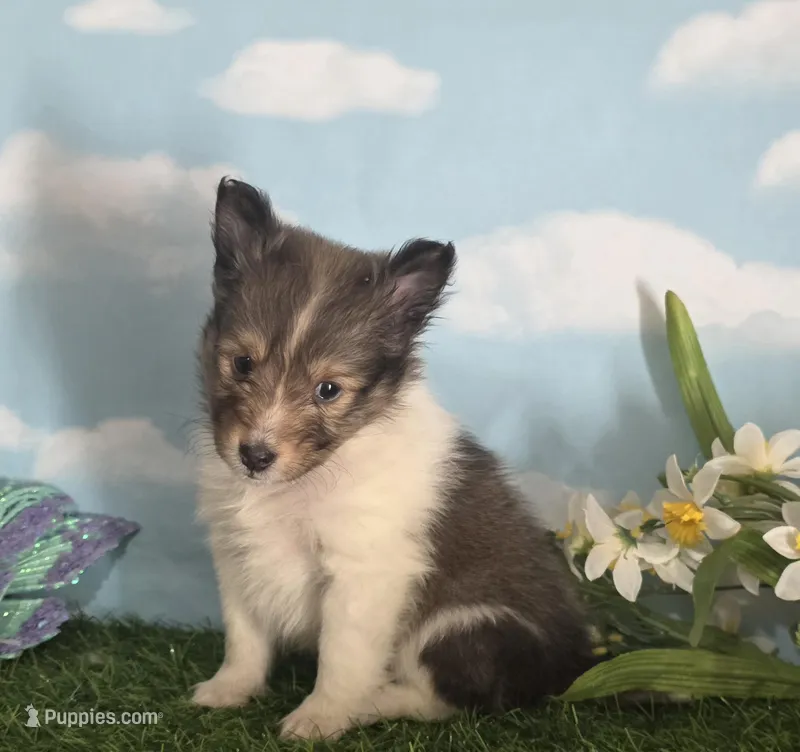 Sara – Shetland Sheepdog puppy for sale in Bedford, VA