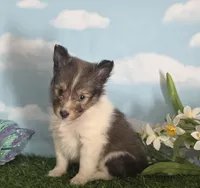 Sara, a female Shetland Sheepdog for sale in Bedford, VA – Photo 1 of 5