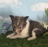 Sara, a female Shetland Sheepdog for sale in Bedford, VA – Photo 2 of 5
