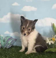 Sara, a female Shetland Sheepdog for sale in Bedford, VA – Photo 3 of 5