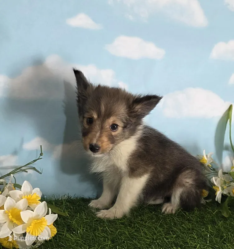 Jack – Shetland Sheepdog puppy for sale in Bedford, VA
