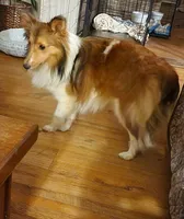 Jack, a male Shetland Sheepdog for sale in Bedford, VA – Photo 2 of 3