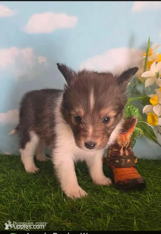 Jack – Shetland Sheepdog puppy for sale in Bedford, VA