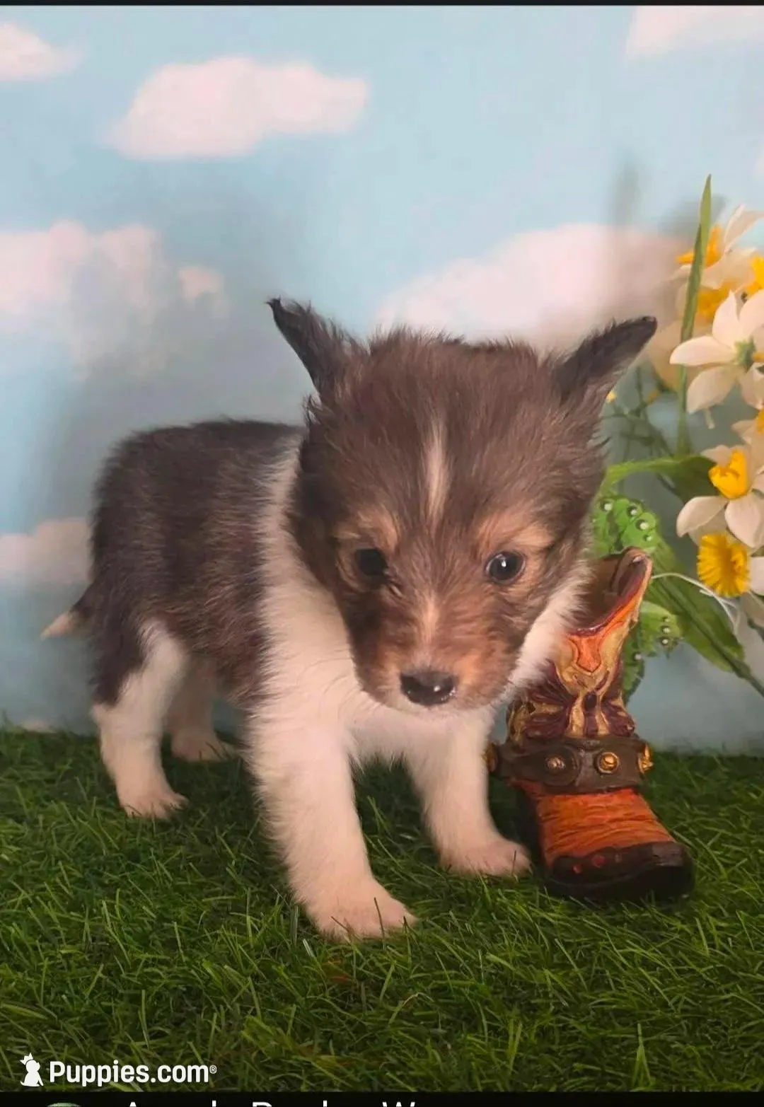 Jack, a male Shetland Sheepdog for sale in Bedford, VA – Photo 1 of 3