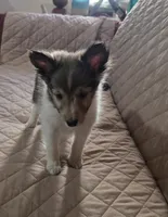Penny, a female Shetland Sheepdog for sale in Bedford, VA – 3 of 6