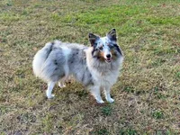 Penny, a female Shetland Sheepdog for sale in Bedford, VA – 6 of 6