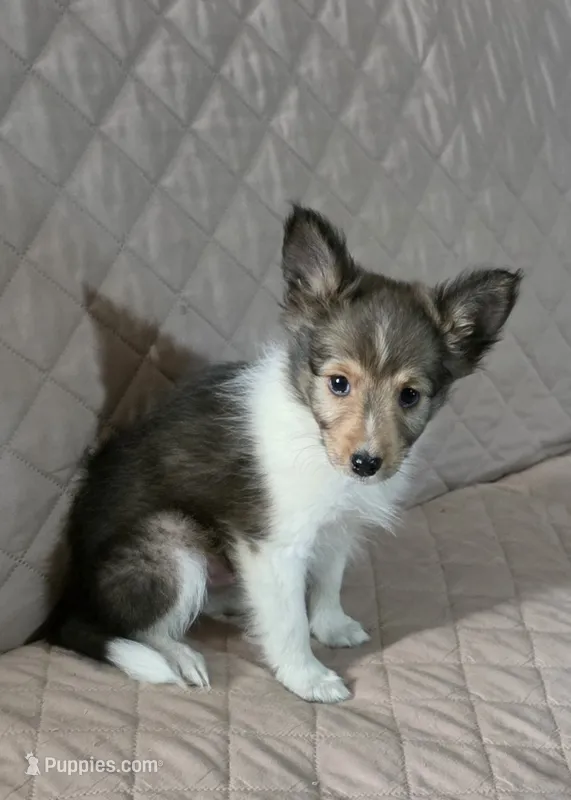 Jack – Shetland Sheepdog puppy for sale in Bedford, VA