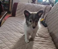 Penny, a female Shetland Sheepdog for sale in Bedford, VA – 2 of 6