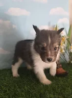 Lexi, a female Shetland Sheepdog for sale in Bedford, VA – Photo 4 of 6