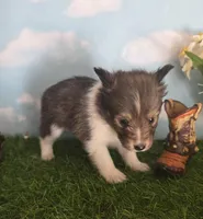 Lexi, a female Shetland Sheepdog for sale in Bedford, VA – Photo 3 of 6