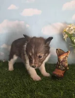 Lexi, a female Shetland Sheepdog for sale in Bedford, VA – Photo 2 of 6