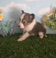 Jack, a male Shetland Sheepdog for sale in Bedford, VA – Photo 3 of 7