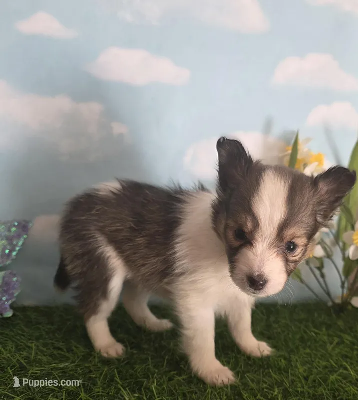 Jack – Shetland Sheepdog puppy for sale in Bedford, VA