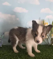 Jack, a male Shetland Sheepdog for sale in Bedford, VA – Photo 1 of 7