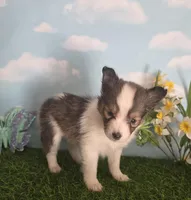 Jack, a male Shetland Sheepdog for sale in Bedford, VA – Photo 2 of 7
