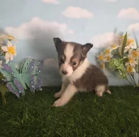 Jack, a male Shetland Sheepdog for sale in Bedford, VA – Photo 4 of 7