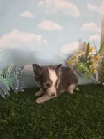 Jack, a male Shetland Sheepdog for sale in Bedford, VA – Photo 7 of 7