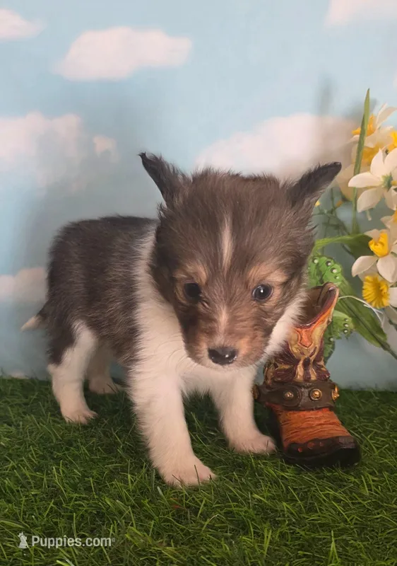 Lexi – Shetland Sheepdog puppy for sale in Bedford, VA
