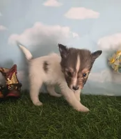 Tobby, a male Shetland Sheepdog for sale in Bedford, VA – Photo 7 of 7