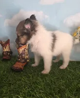 Tobby, a male Shetland Sheepdog for sale in Bedford, VA – Photo 4 of 7