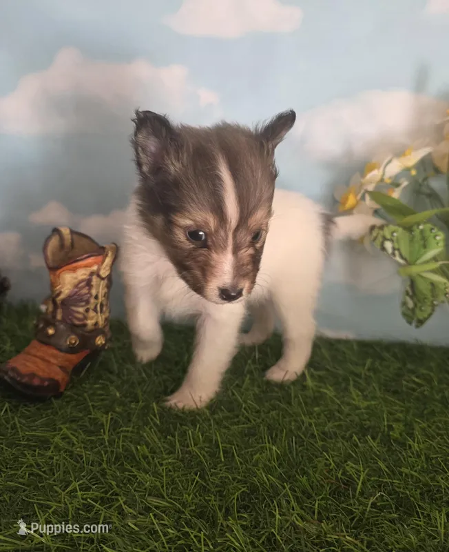 Tobby – Shetland Sheepdog puppy for sale in Bedford, VA