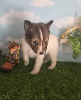 Tobby, a male Shetland Sheepdog for sale in Bedford, VA – Photo 2 of 7