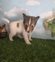 Tobby, a male Shetland Sheepdog for sale in Bedford, VA – Photo 3 of 7