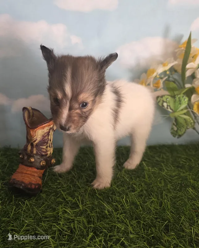 Tobby – Shetland Sheepdog puppy for sale in Bedford, VA