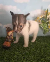 Tobby, a male Shetland Sheepdog for sale in Bedford, VA – Photo 1 of 7