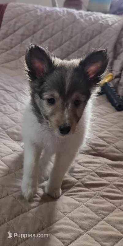 Penny – Shetland Sheepdog puppy on hold in Bedford, VA