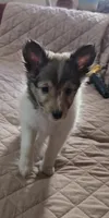 Penny, a female Shetland Sheepdog for sale in Bedford, VA – 1 of 6